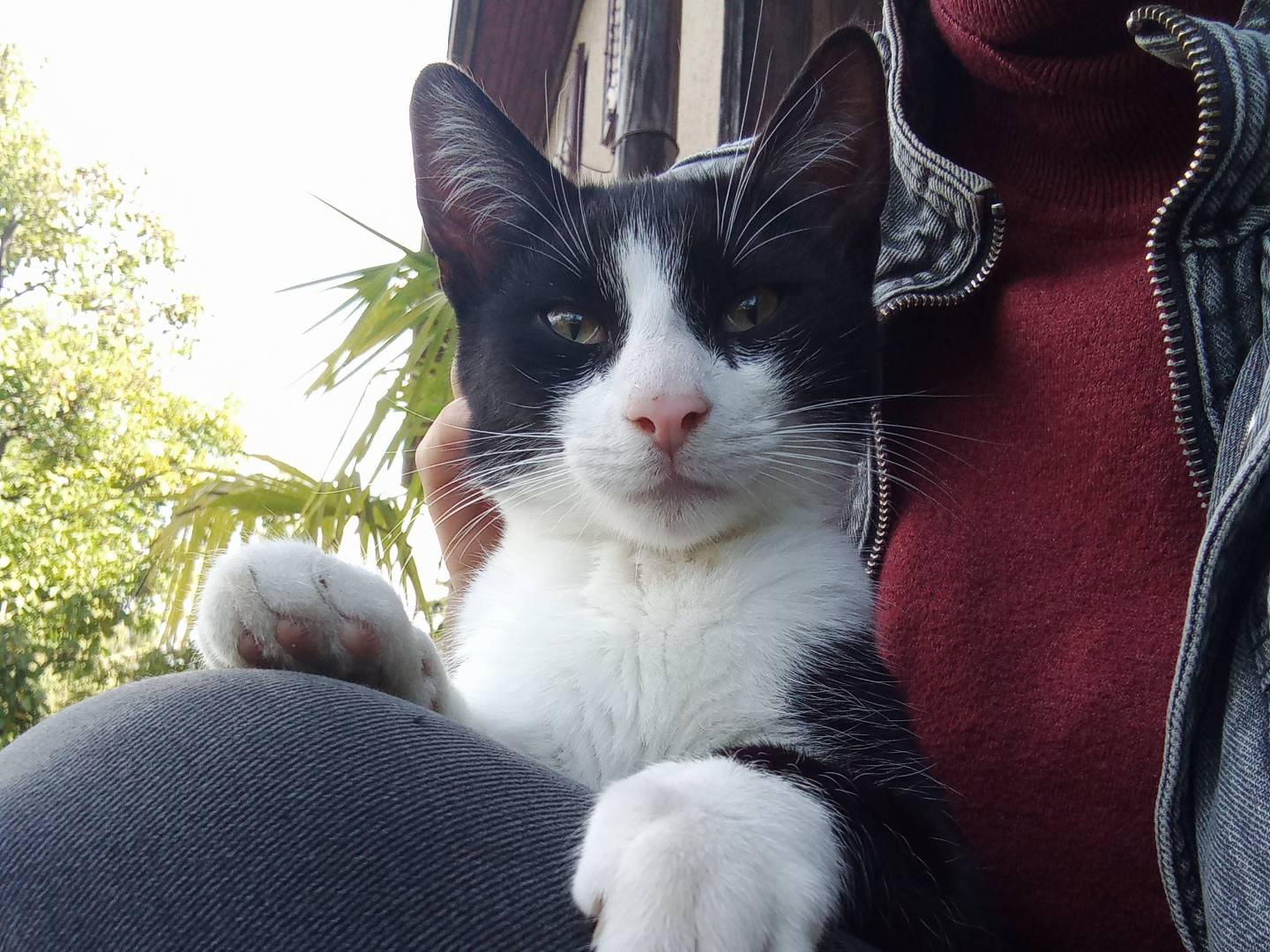 Adotta un gatto, maschio, 5 mesi, Trento