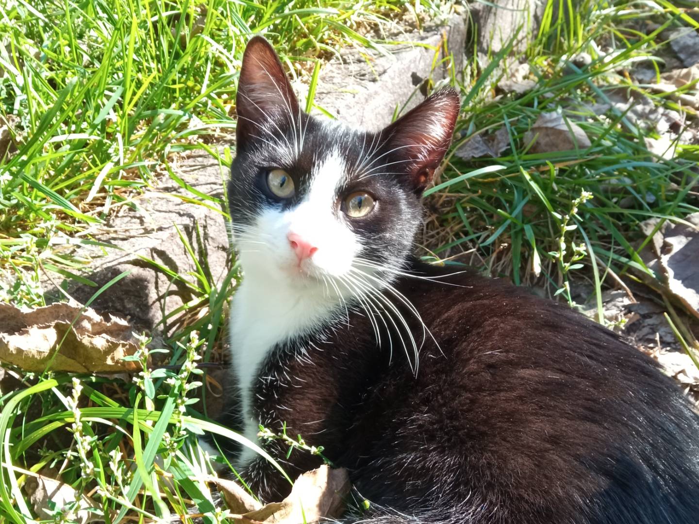 Adotta un gatto, taglia non valida, maschio, Trento
