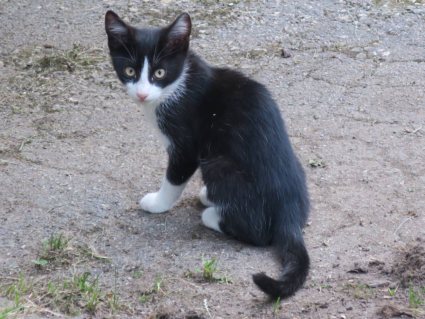 Vuoi adottare un gatto a Trento?