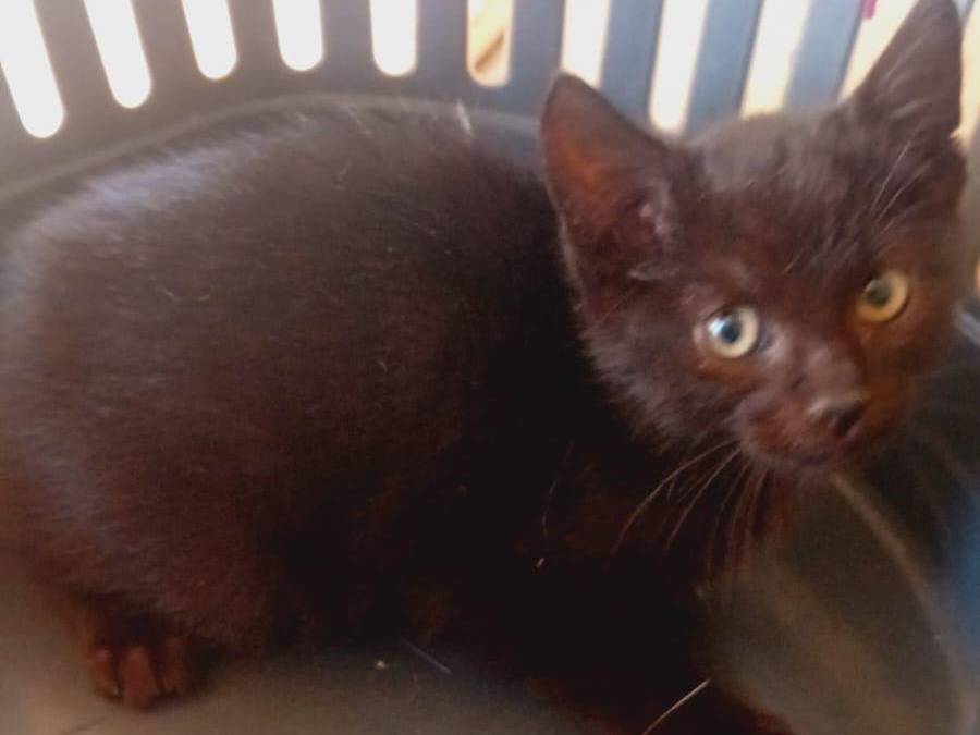Adozione gatto, maschio, Razza sconosciuta Razza sconosciuta, 2 mesi, taglia non valida, Pisa