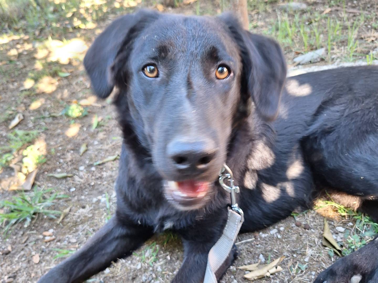 Adozione cane, maschio, Razza sconosciuta Razza sconosciuta, 10 mesi, taglia grande, Napoli