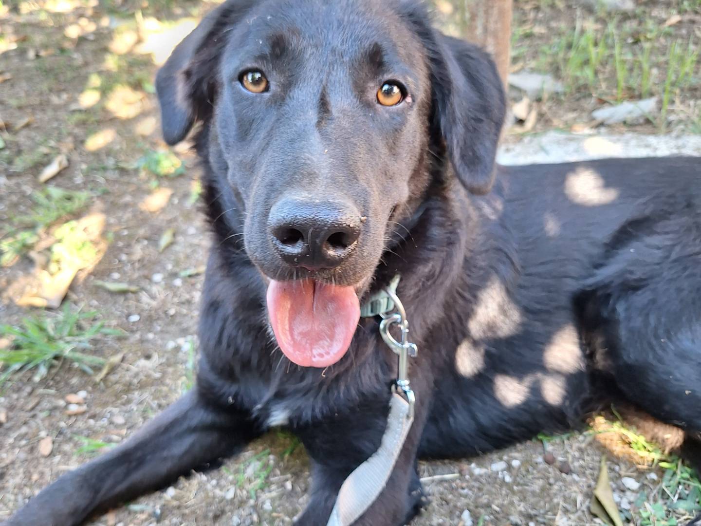 Adotta un cane, maschio, 10 mesi, Napoli