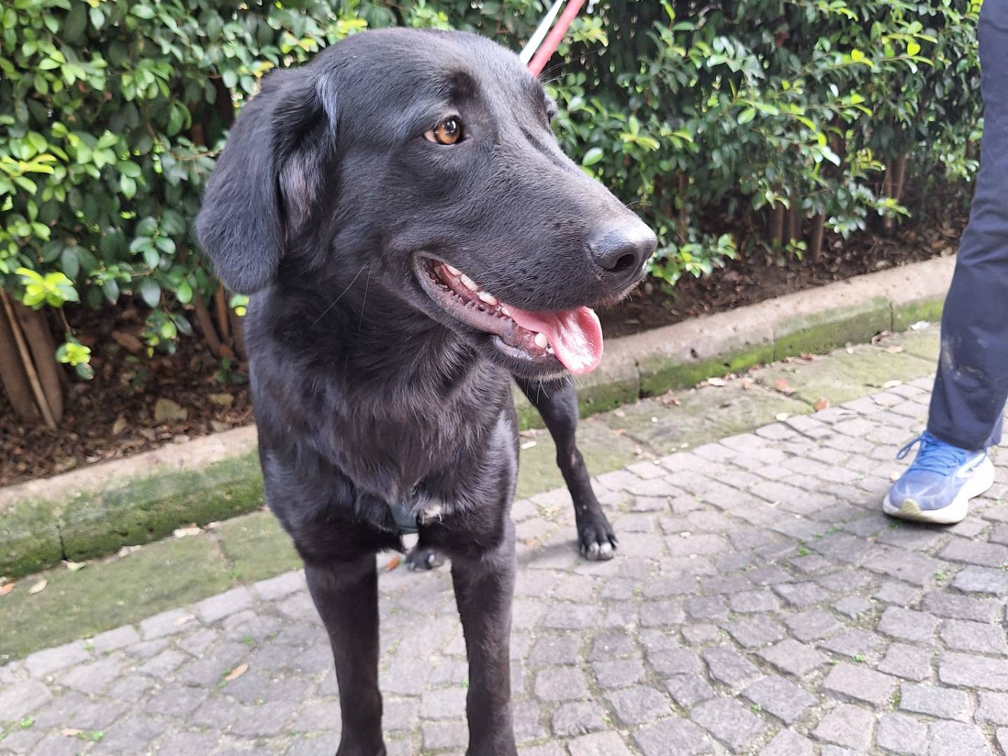 Adotta un cane, taglia grande, maschio, Napoli