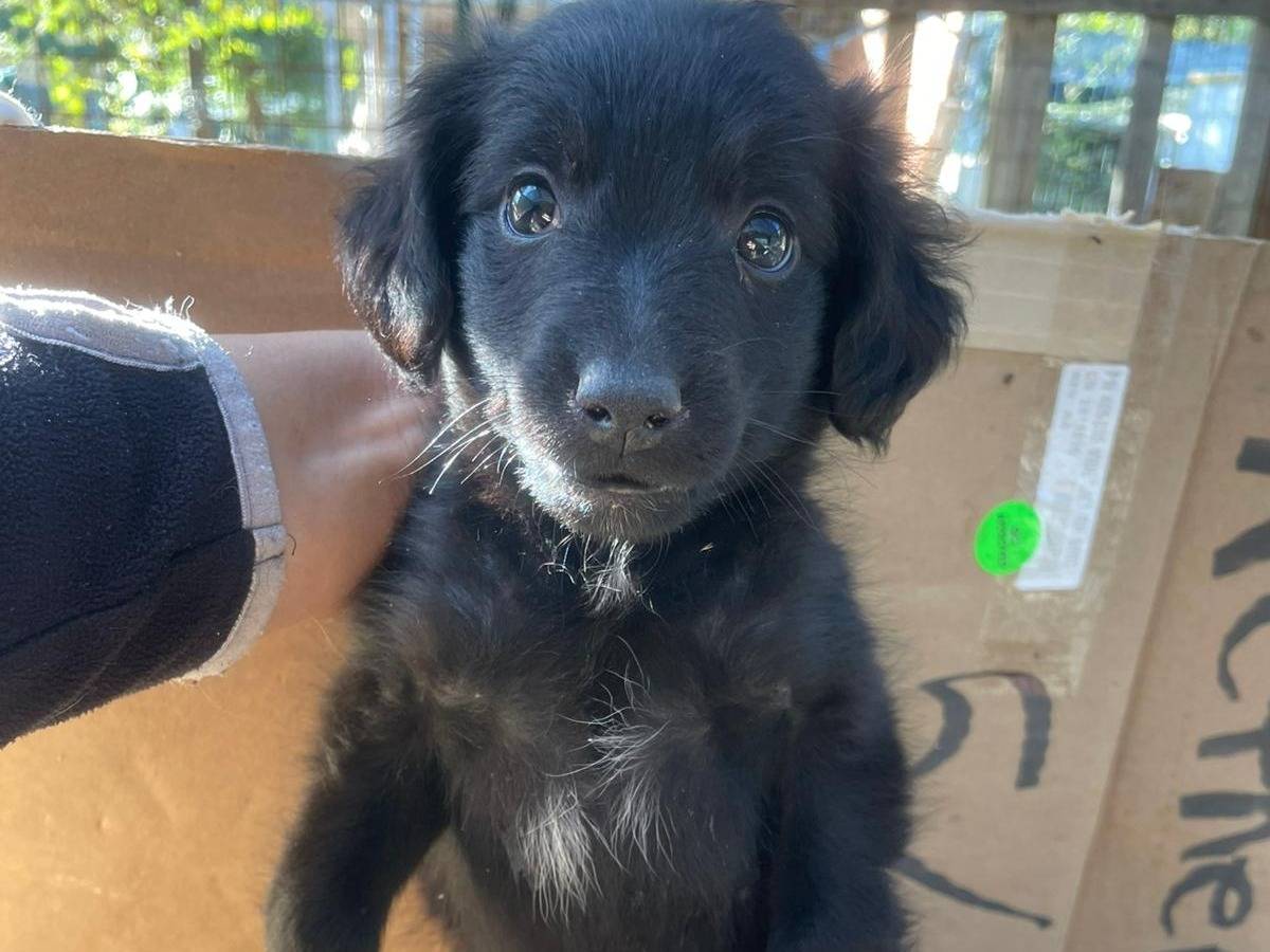 Adozione cane, maschio, Razza sconosciuta Razza sconosciuta, 2 mesi, taglia media contenuta, Frosinone