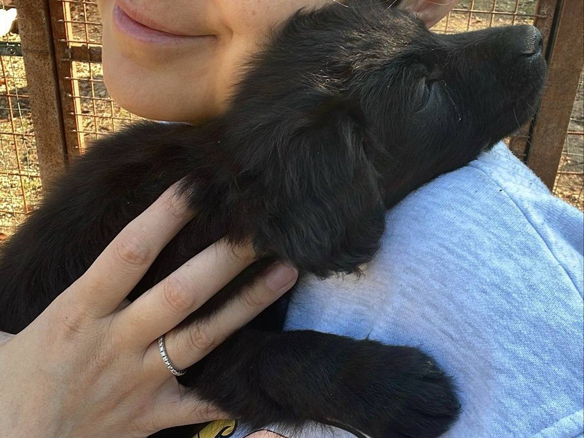 Adotta un cane, maschio, 2 mesi, Frosinone