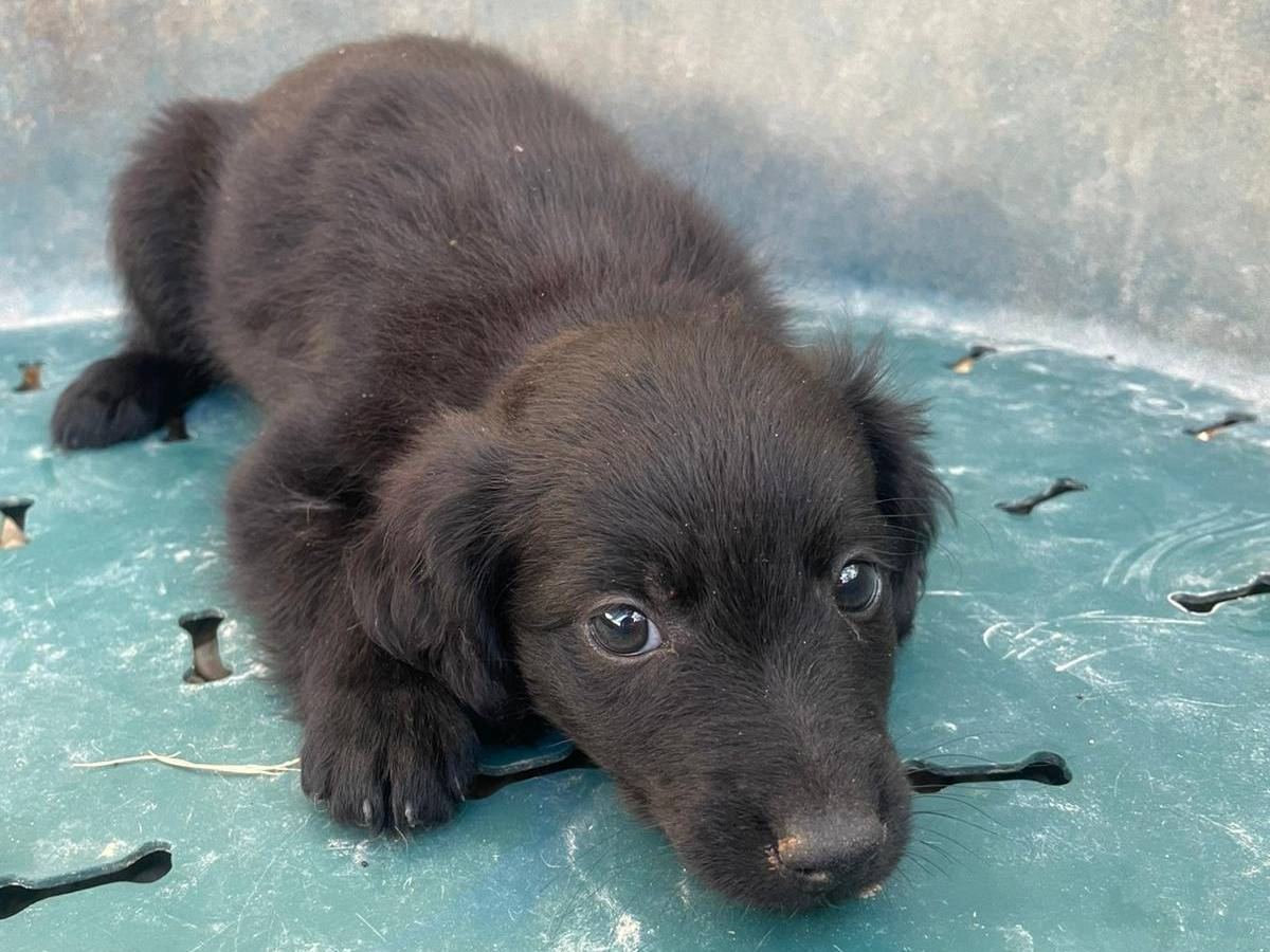 Adotta un cane, taglia media contenuta, maschio, Frosinone