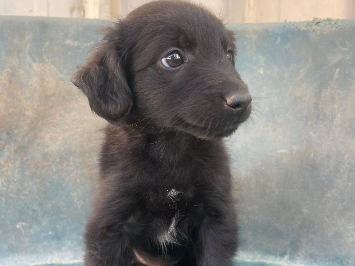 Adotta il cane ZAFFIRO a Frosinone