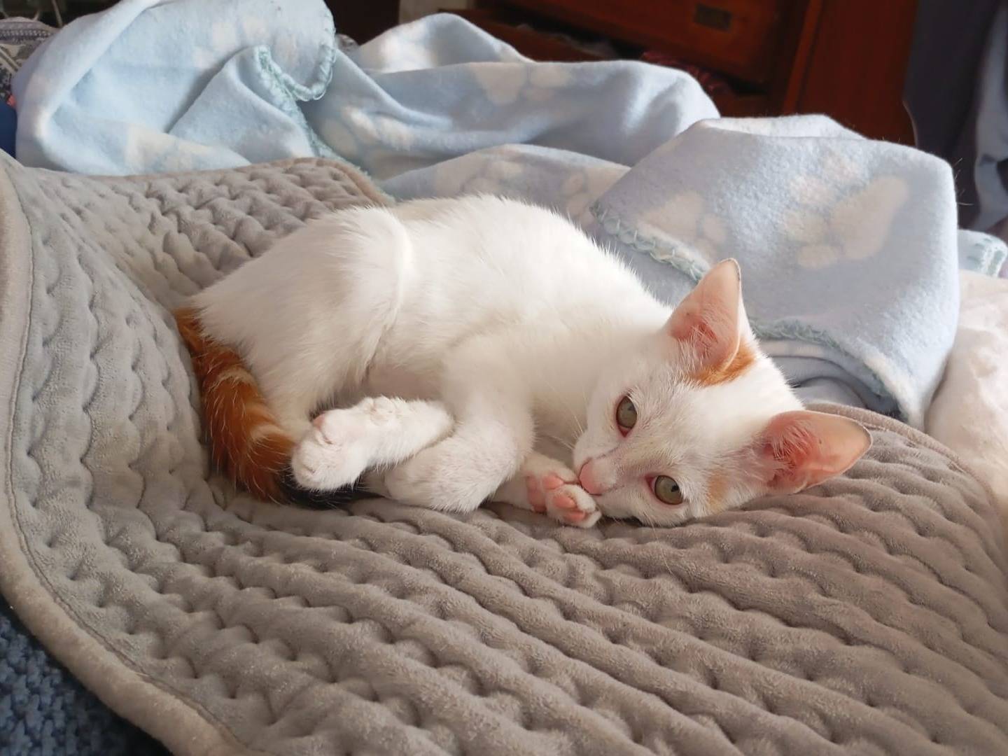 Adozione gatto, femmina, Razza sconosciuta Razza sconosciuta, 2 mesi, taglia non valida, Firenze