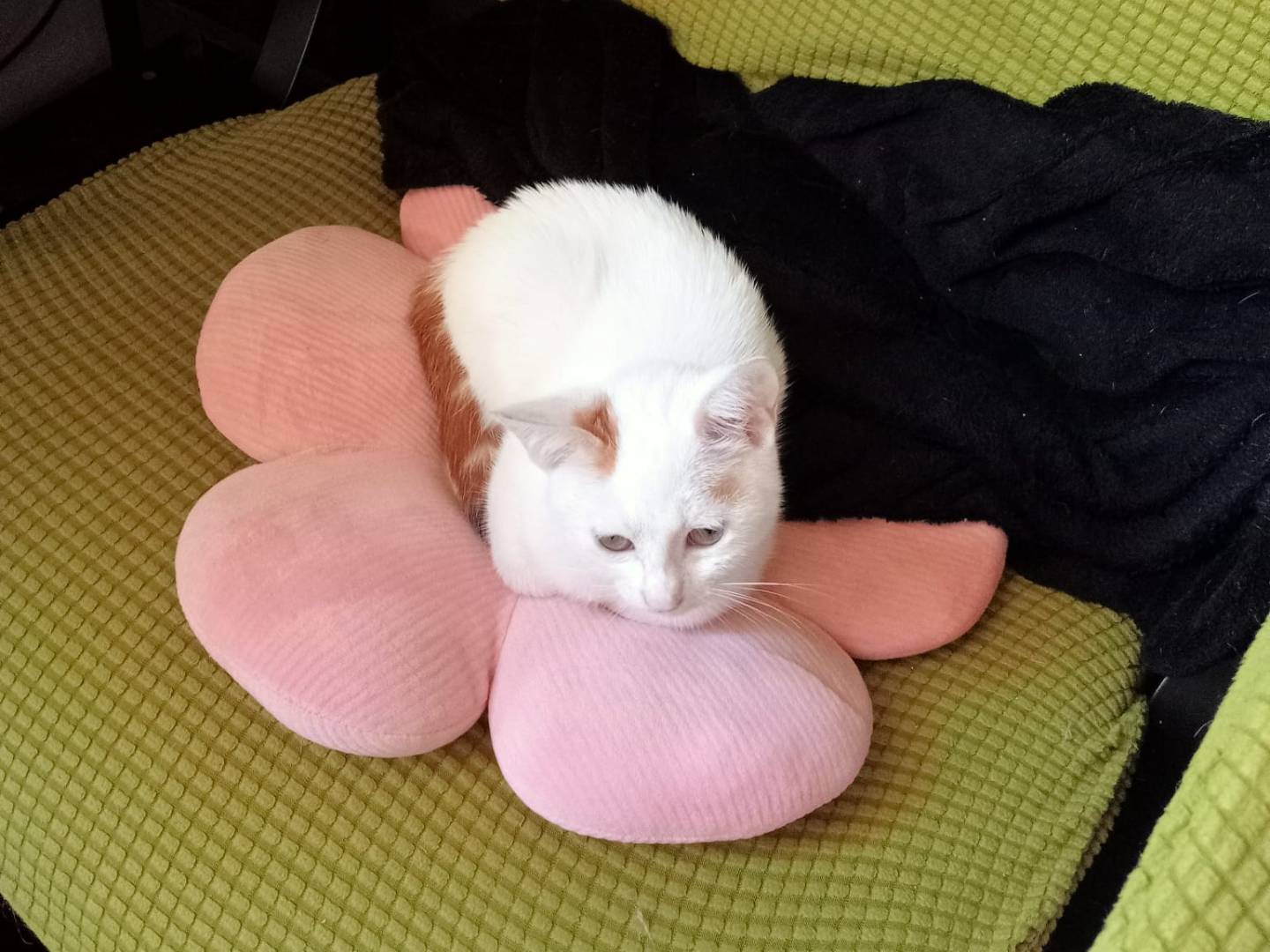 Adotta un gatto, taglia non valida, femmina, Firenze