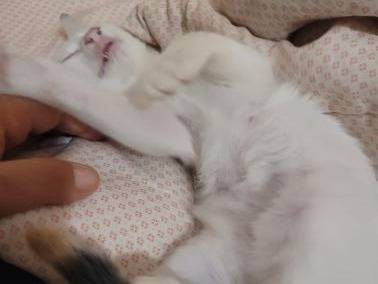 Vuoi adottare un gatto a Firenze?