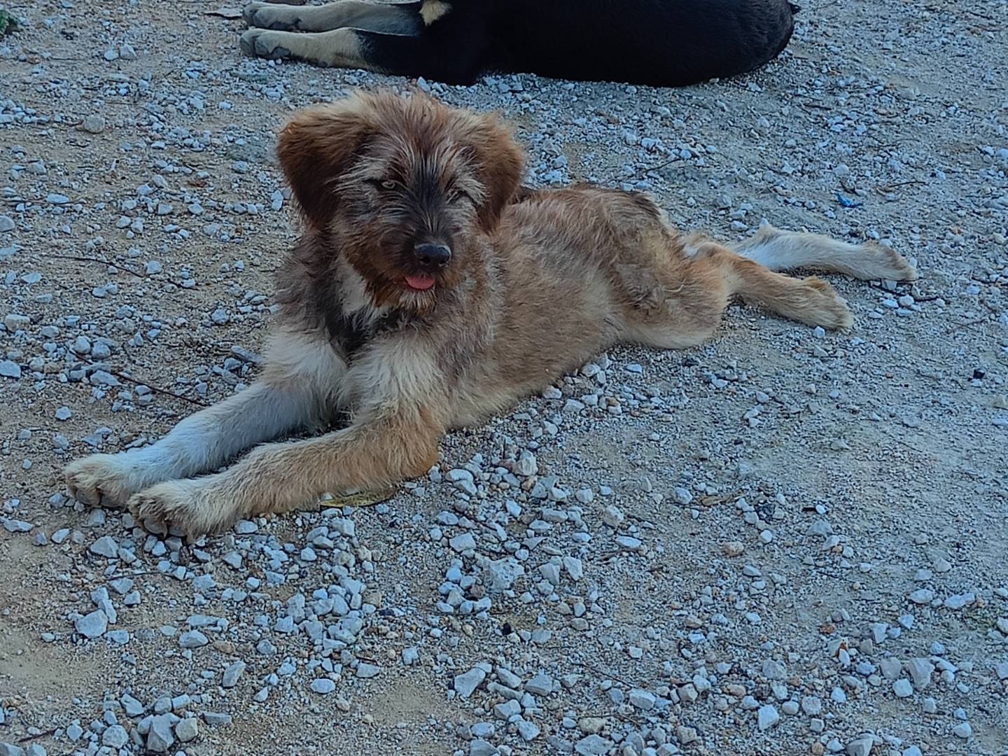 Adozione cane, femmina, Razza sconosciuta Razza sconosciuta, 5 mesi, taglia media, Ragusa