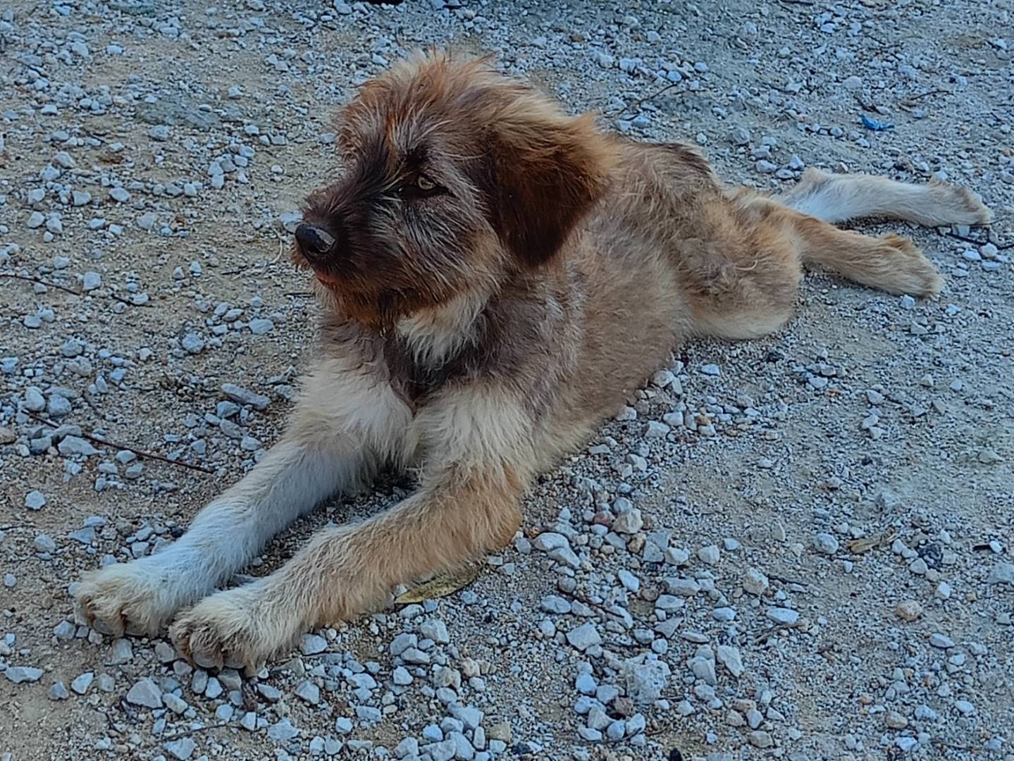 Adotta un cane, femmina, 5 mesi, Ragusa