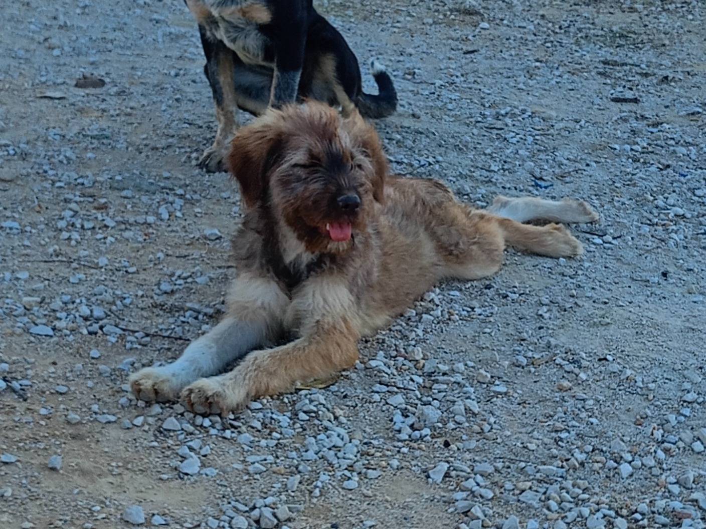 Adotta un cane, taglia media, femmina, Ragusa