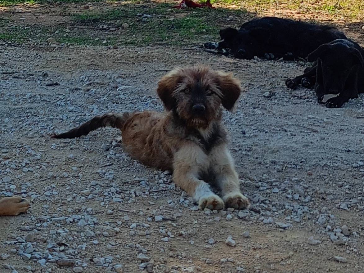 Vuoi adottare un cane a Ragusa?