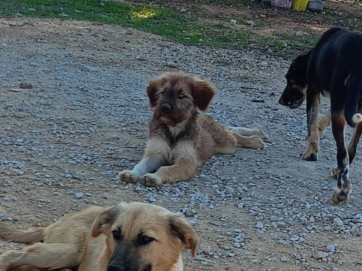 Adotta il cane Naimeria a Ragusa