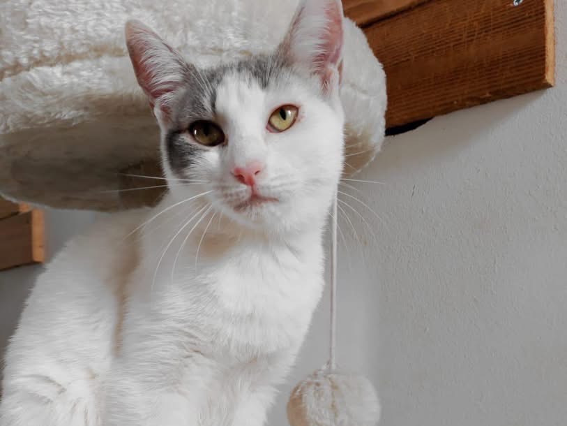 Adozione gatto, femmina, Razza sconosciuta Razza sconosciuta, 3 mesi, taglia non valida, Bari