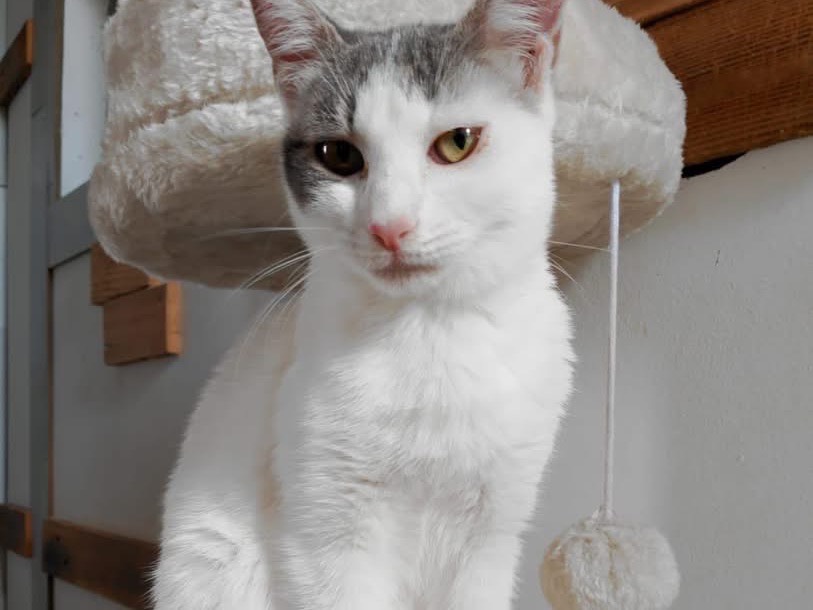 Adotta un gatto, femmina, 3 mesi, Bari