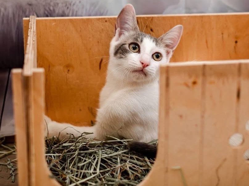 Adotta un gatto, taglia non valida, femmina, Bari
