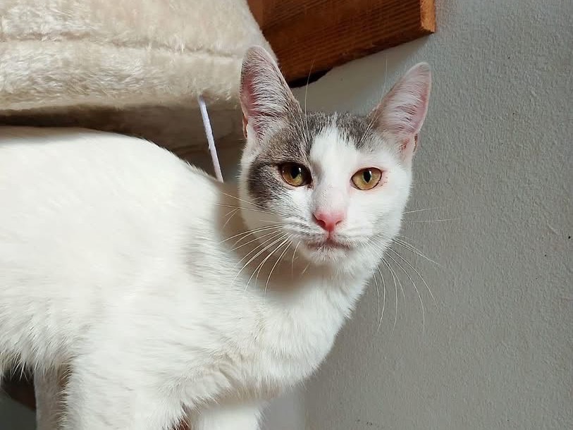 Vuoi adottare un gatto a Bari?