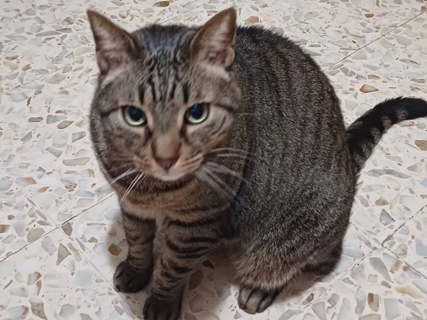 Adozione gatto, maschio, Razza sconosciuta Razza sconosciuta, 3 anni e 10 mesi, taglia non valida, Napoli