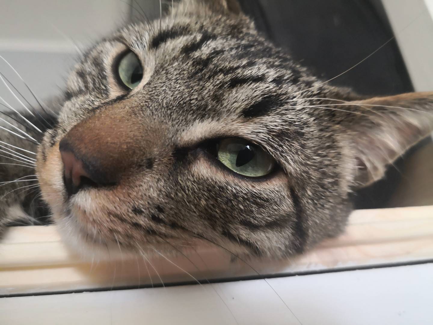 Adotta un gatto, maschio, 3 anni e 10 mesi, Napoli