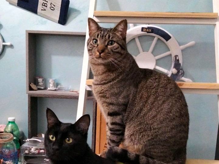 Adotta un gatto, taglia non valida, maschio, Napoli