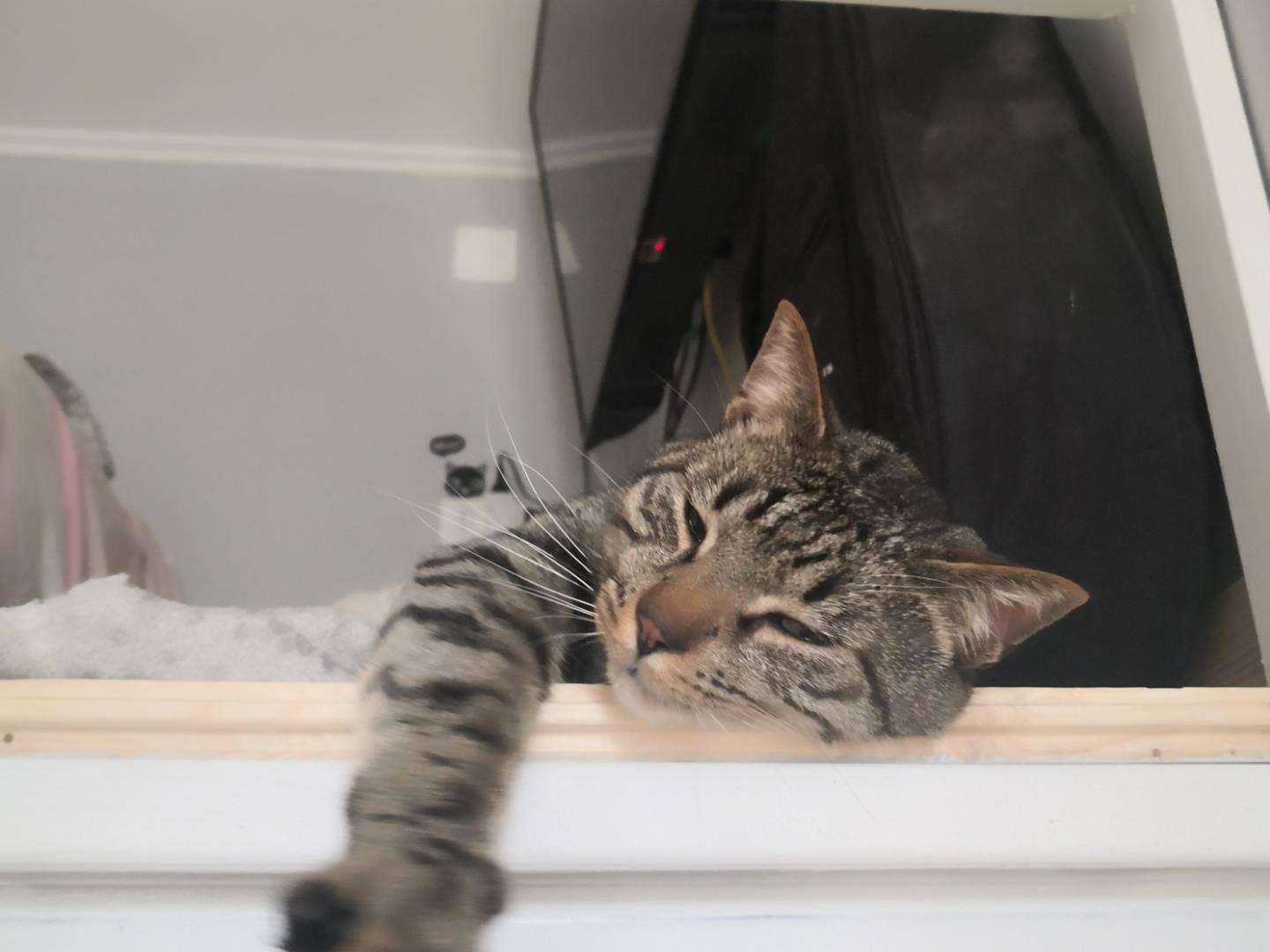 Vuoi adottare un gatto a Napoli?
