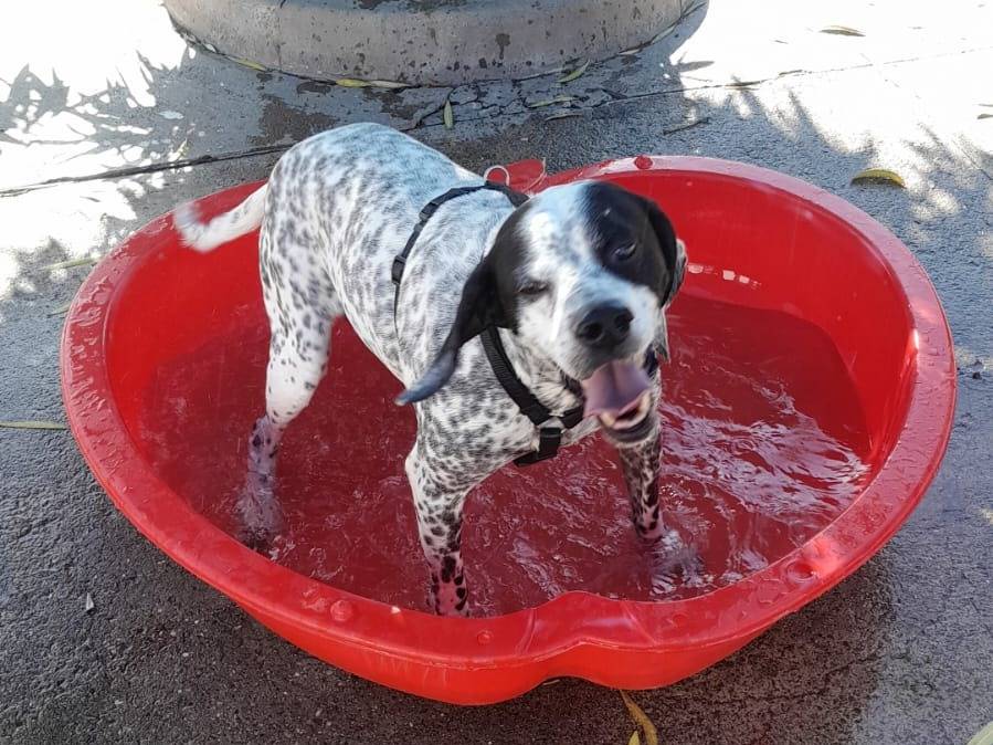 Adotta un cane, maschio, 10 anni e 4 mesi, Milano