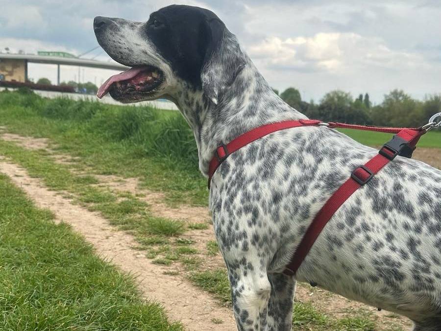 Adotta un cane, taglia media, maschio, Milano