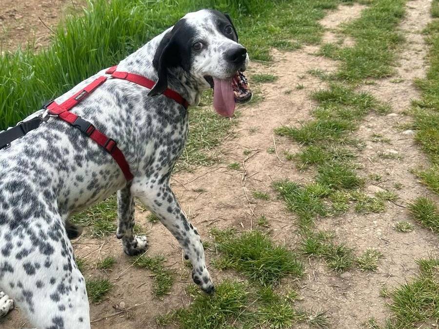 Vuoi adottare un cane a Milano?