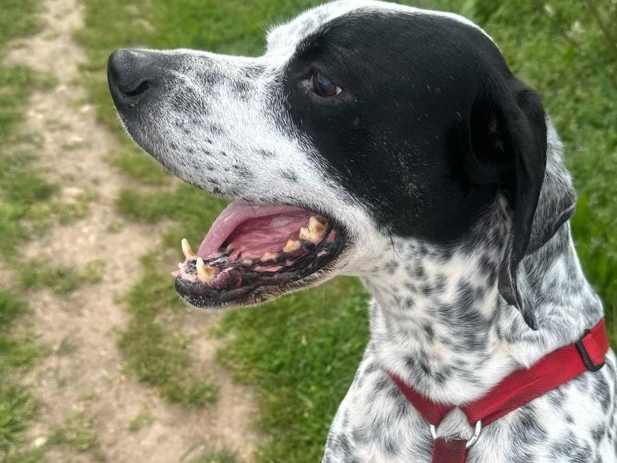 Adotta il cane Amos a Milano