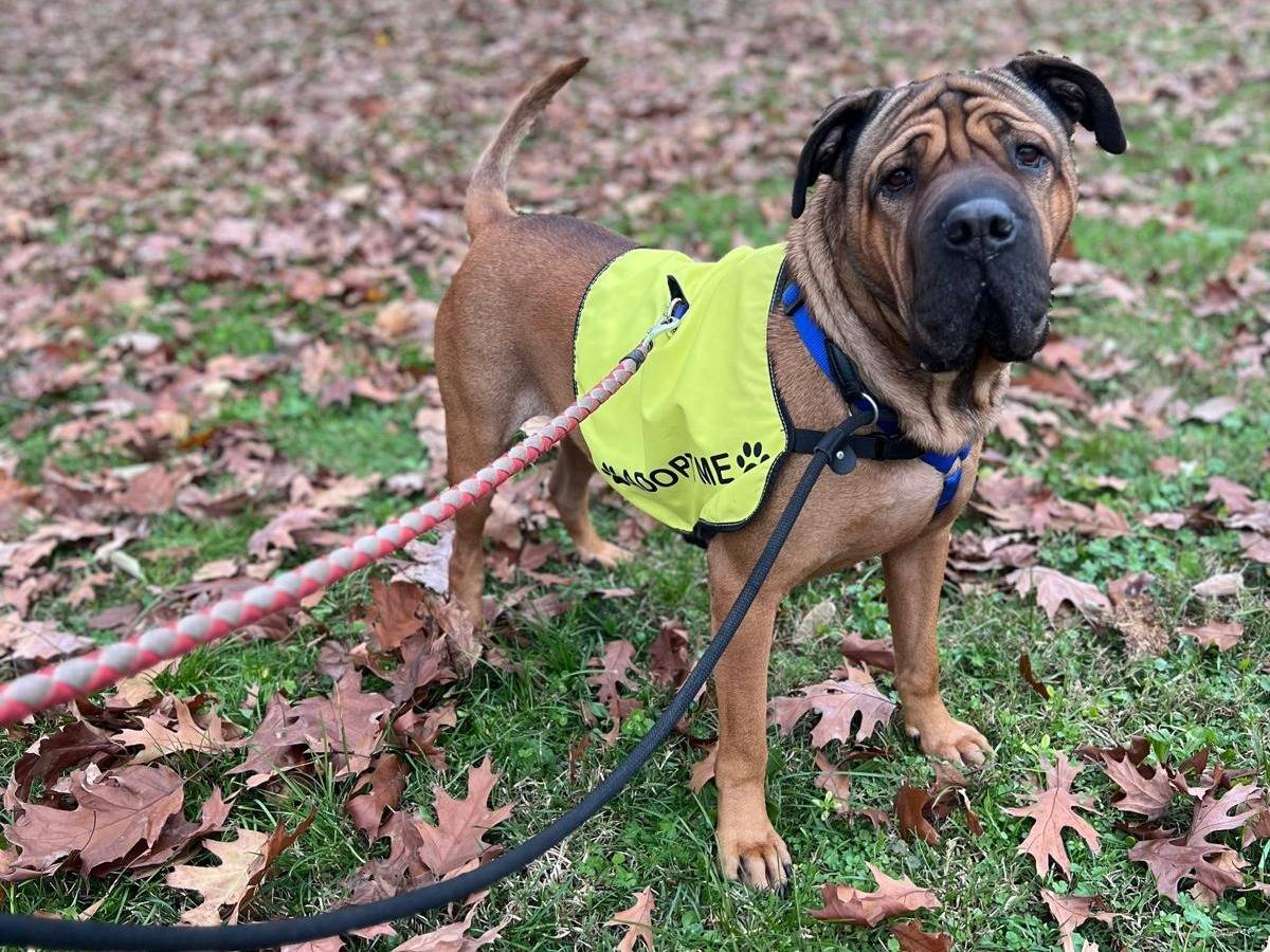Adozione cane, maschio, Corso Shar Pei, 6 anni e 9 mesi, taglia gigante, Milano