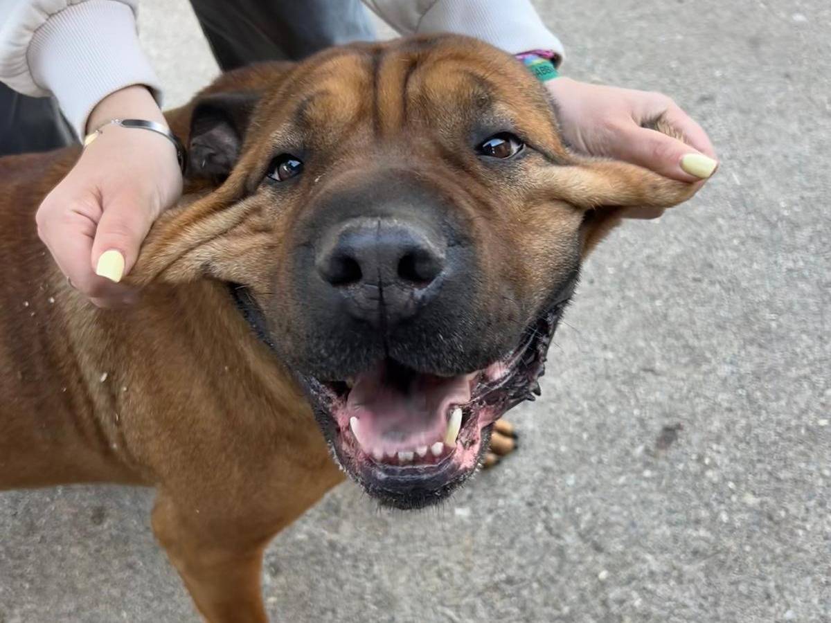 Adotta un cane, maschio, 6 anni e 9 mesi, Milano