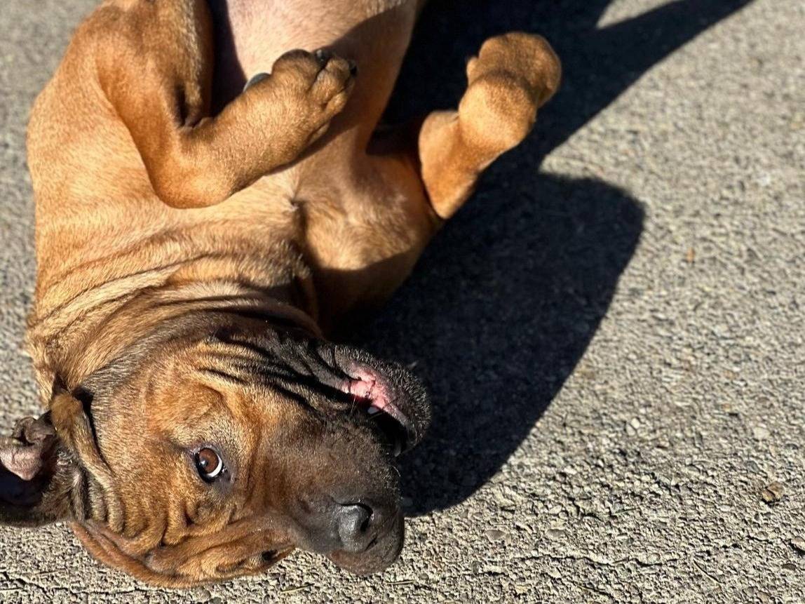 Adotta un cane, taglia gigante, maschio, Milano