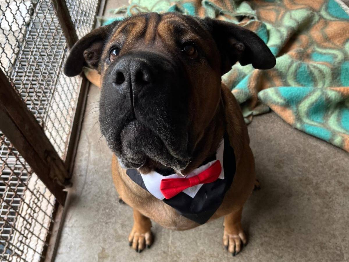 Vuoi adottare un cane a Milano?