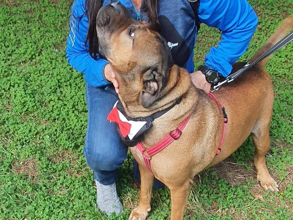 Adotta il cane Ugo a Milano