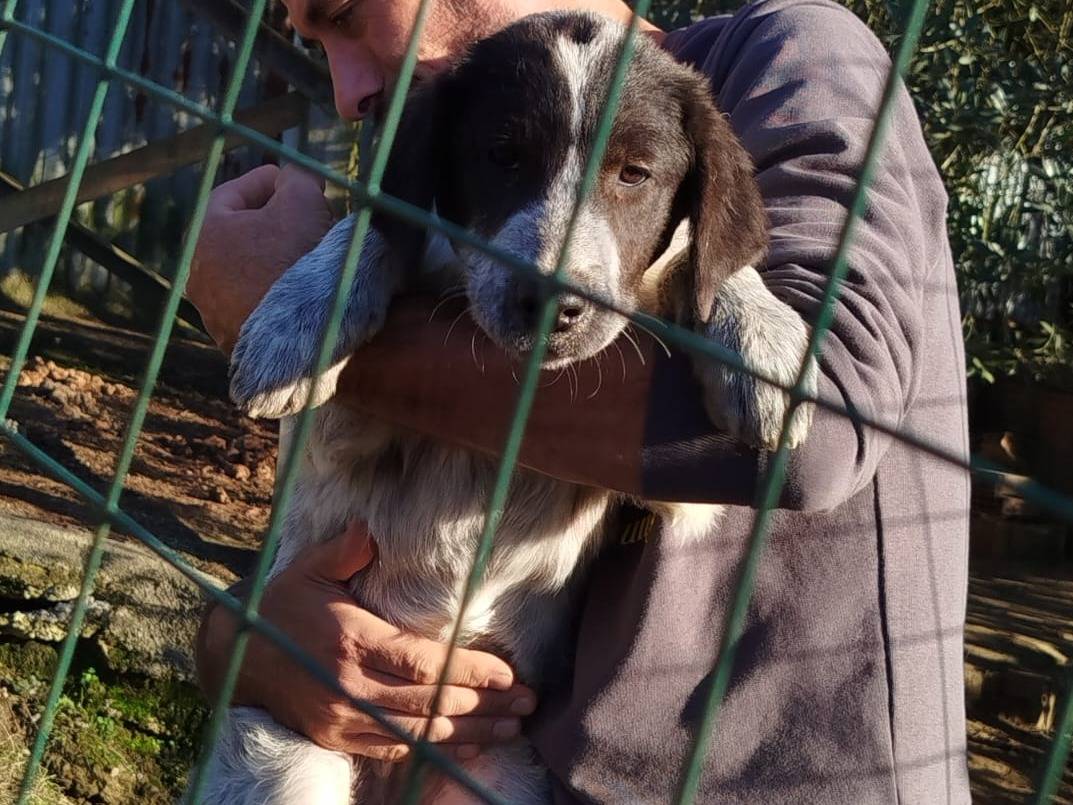 Foto 2 dell'animale
