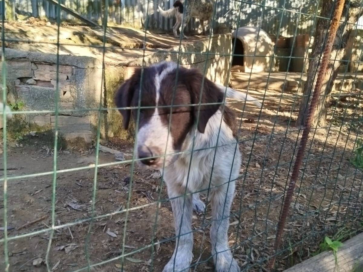 Foto 3 dell'animale