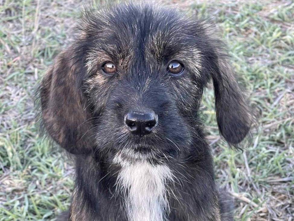 Adozione cane, femmina, Razza sconosciuta Razza sconosciuta, 2 mesi, taglia media, Nuoro