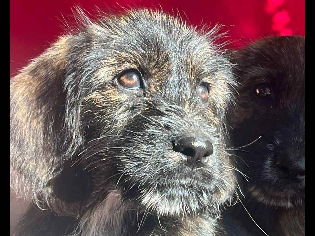 Adotta un cane, femmina, 2 mesi, Nuoro
