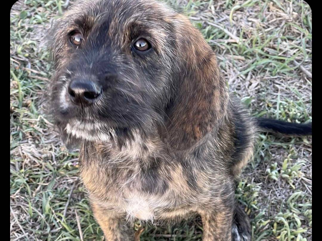 Adotta un cane, taglia media, femmina, Nuoro