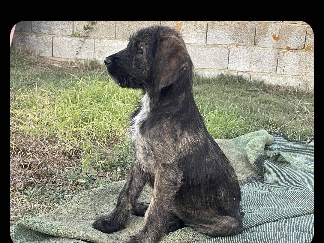 Vuoi adottare un cane a Nuoro?
