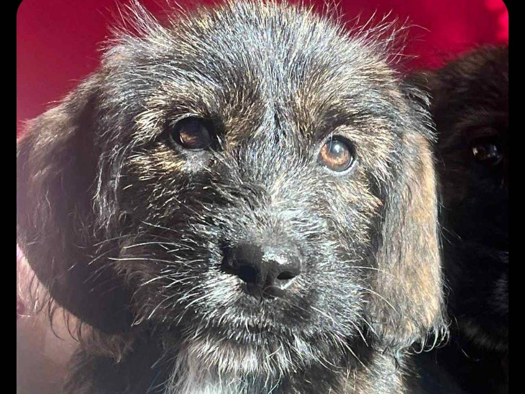Adotta il cane Queen a Nuoro