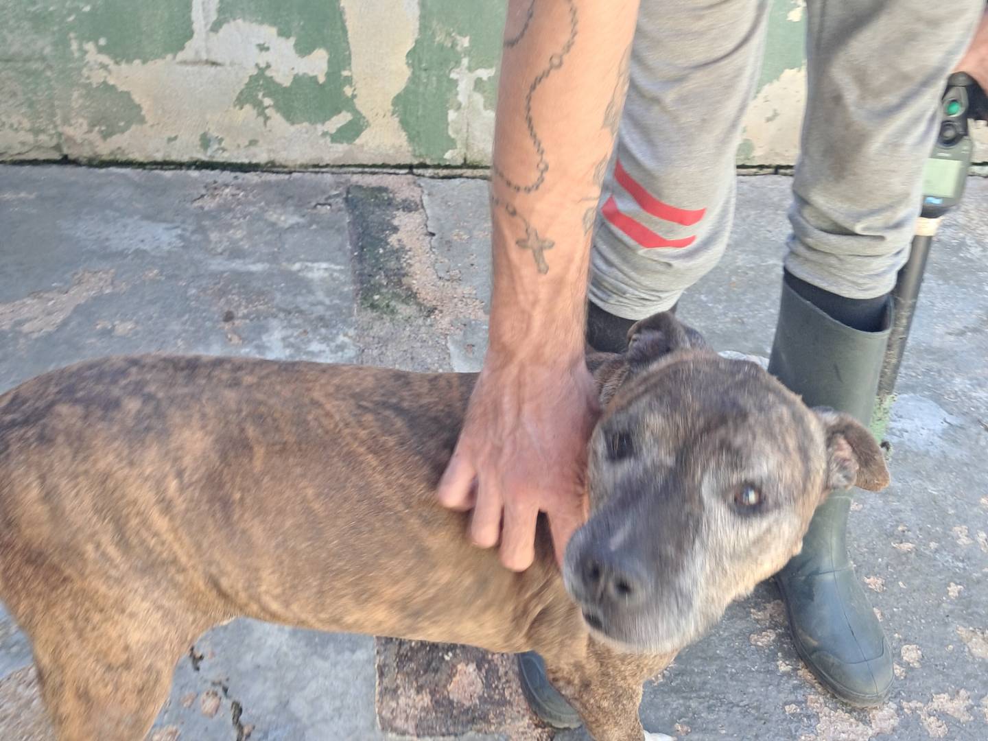 Adozione cane, maschio, Razza sconosciuta Razza sconosciuta, 9 anni e 11 mesi, taglia media, Caserta