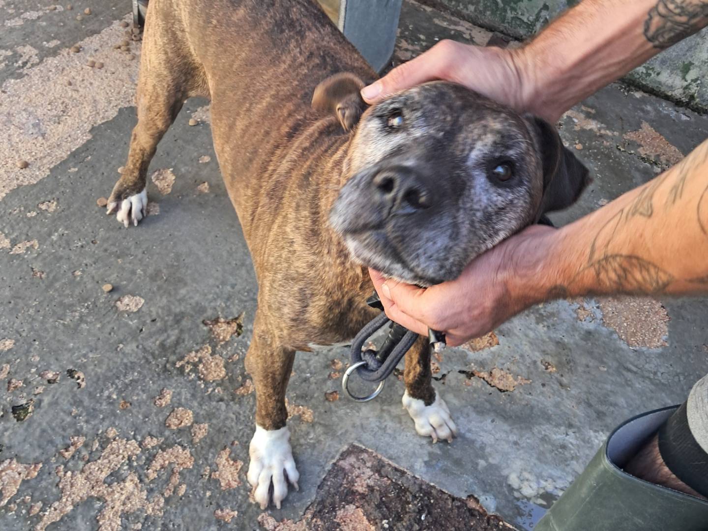 Adotta un cane, taglia media, maschio, Caserta