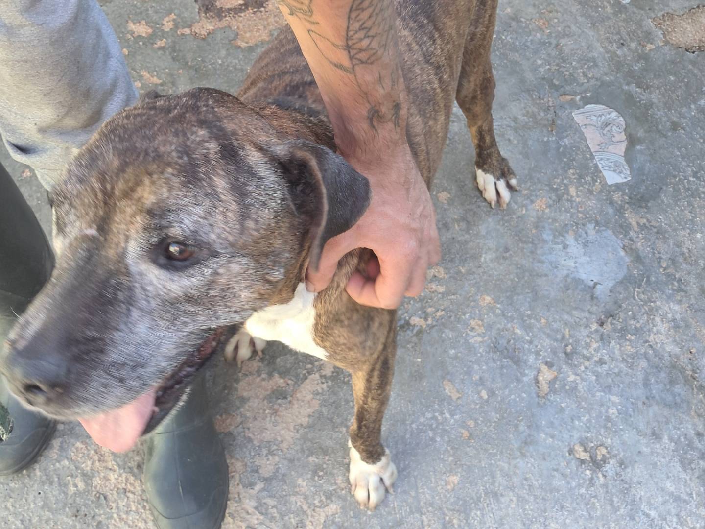 Vuoi adottare un cane a Caserta?