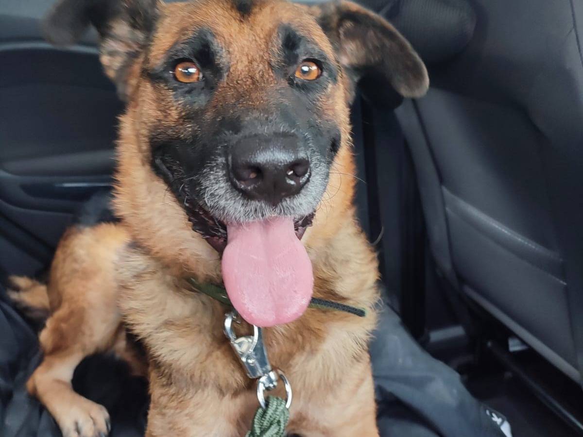 Adozione cane, maschio, Razza sconosciuta Razza sconosciuta, 3 anni, taglia grande, Napoli