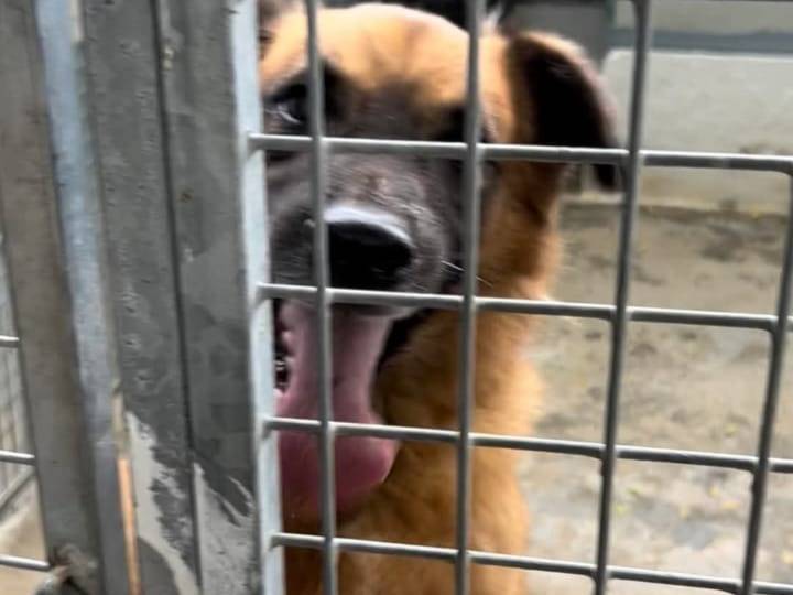 Adotta un cane, maschio, 3 anni, Napoli
