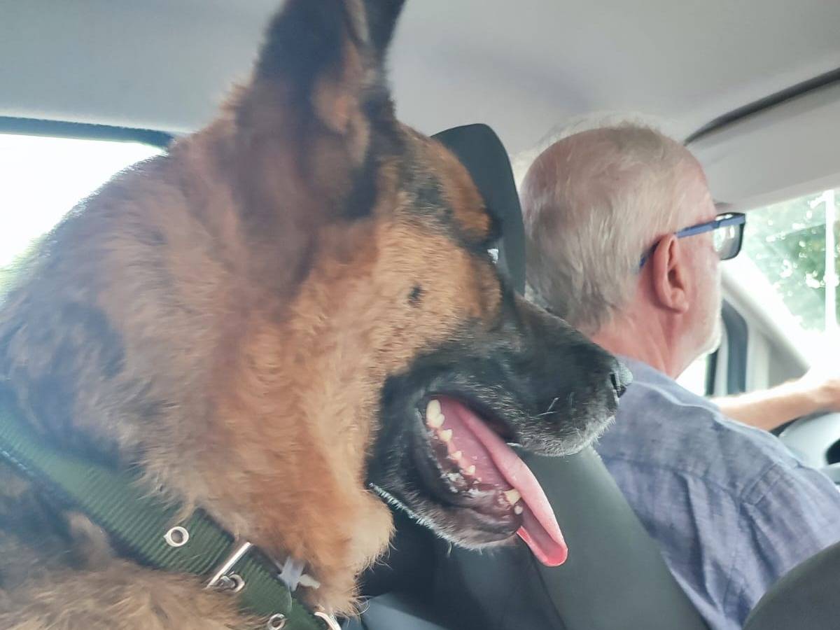 Adotta un cane, taglia grande, maschio, Napoli