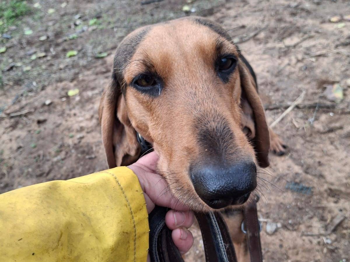 Adozione cane, maschio, Segugio Razza sconosciuta, 2 anni e 3 mesi, taglia media, Crotone